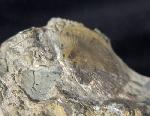 Boreorthis asiatica NIKIFOROVA - Bild &copy; FossNet FossilienStore